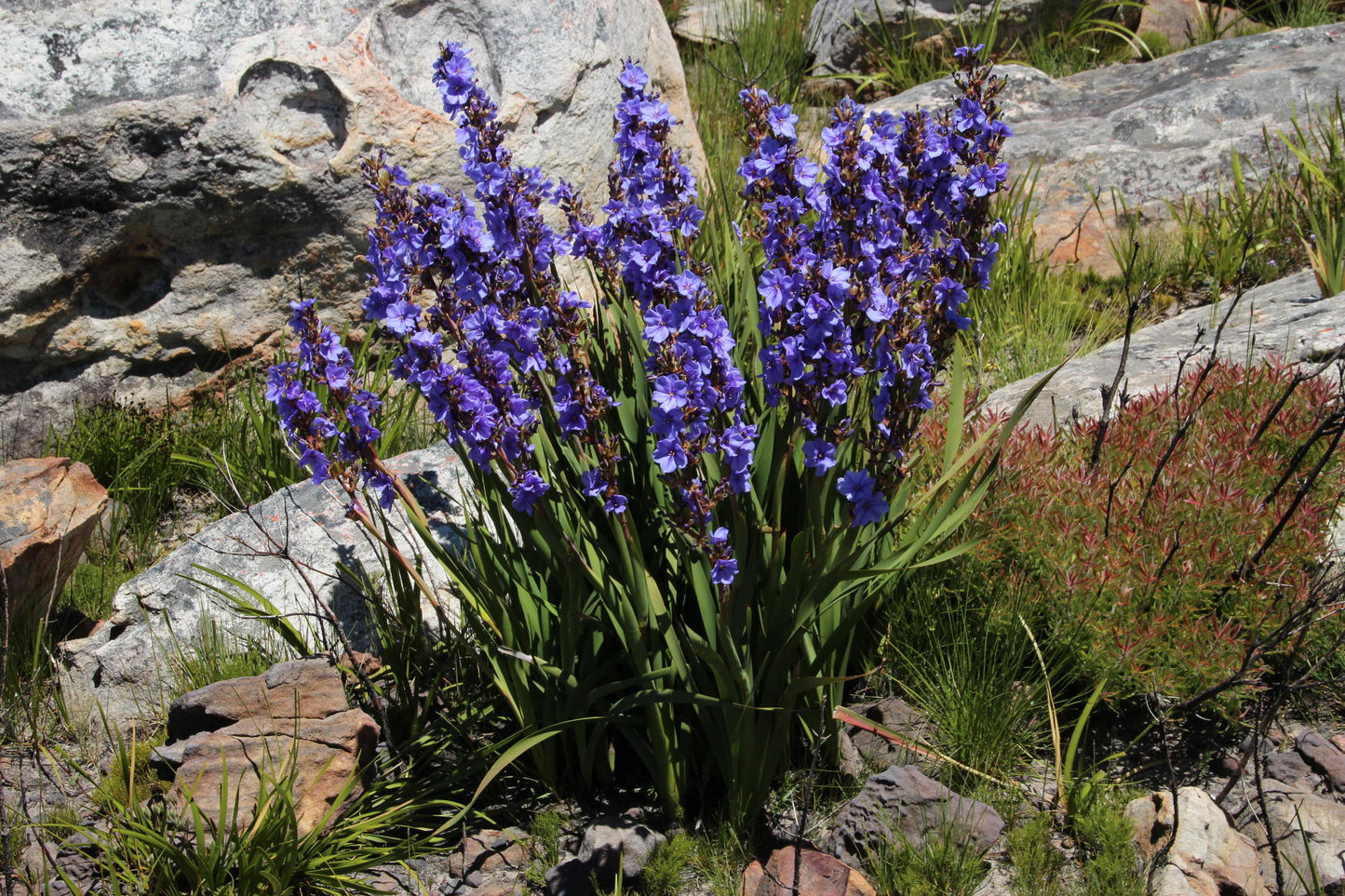 Blue Sceptre