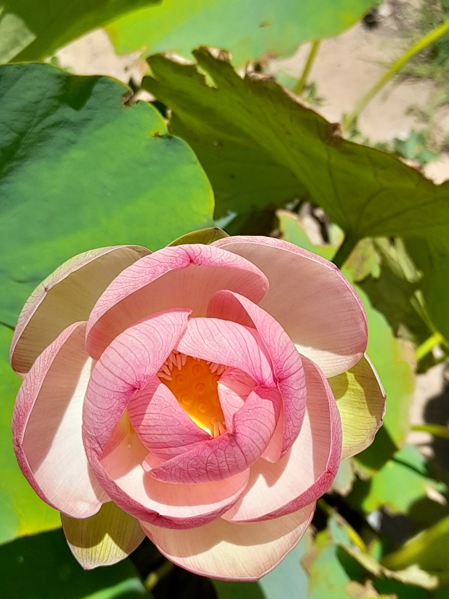 Sacred Lotus