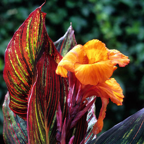 Canna Lily Tropicana