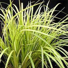 Golden Variegated Sweet Flag