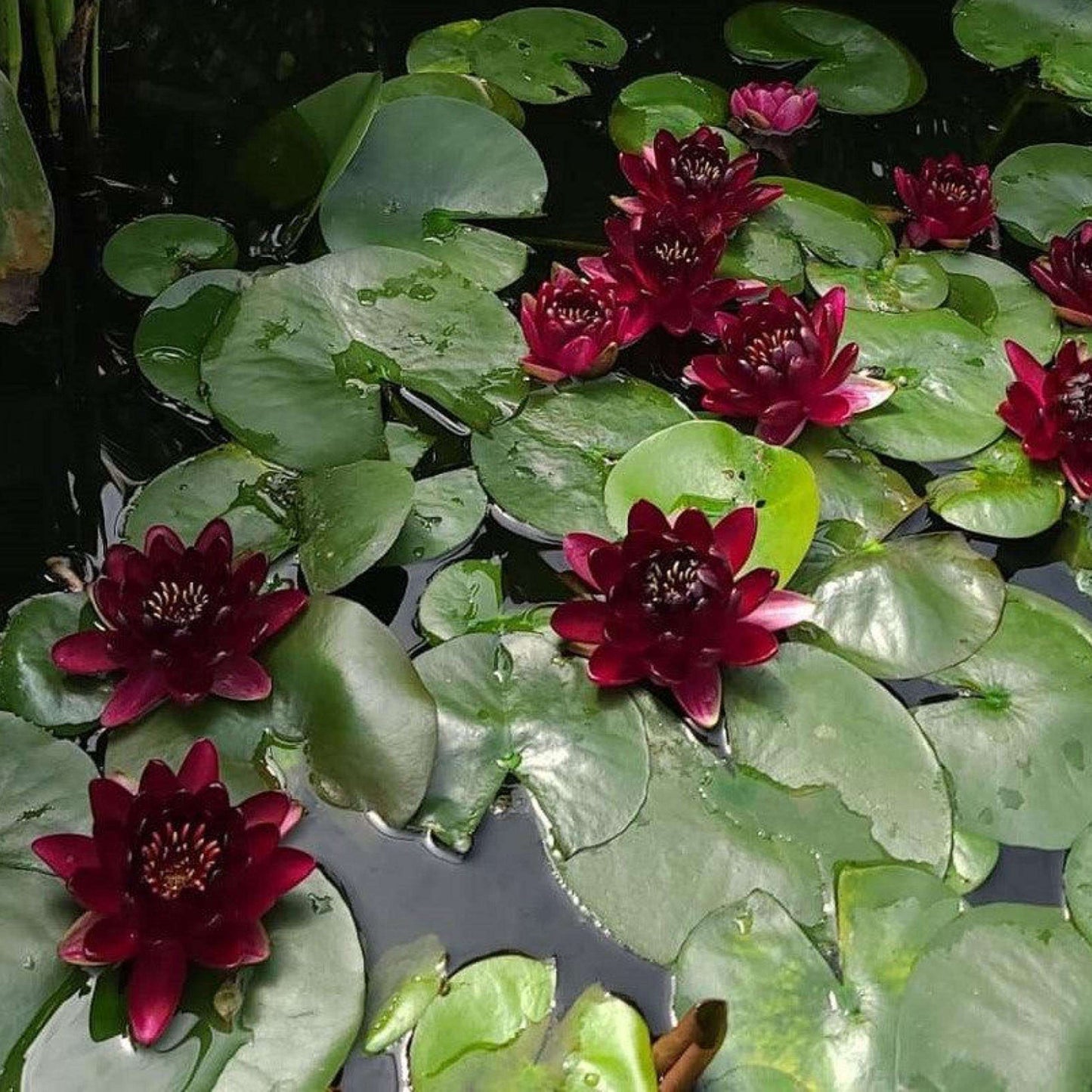 Black Princess (Dwarf)