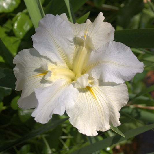 Iris | White