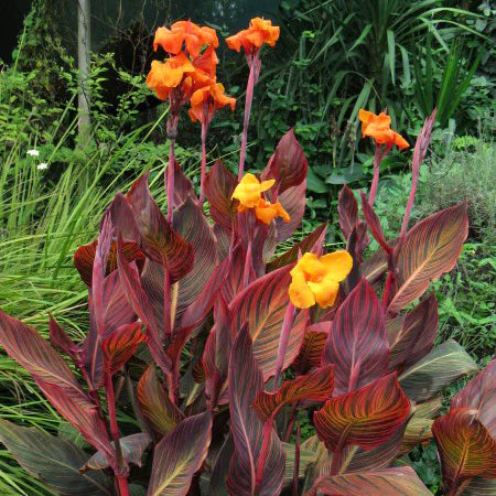 Canna Lily Tropicana