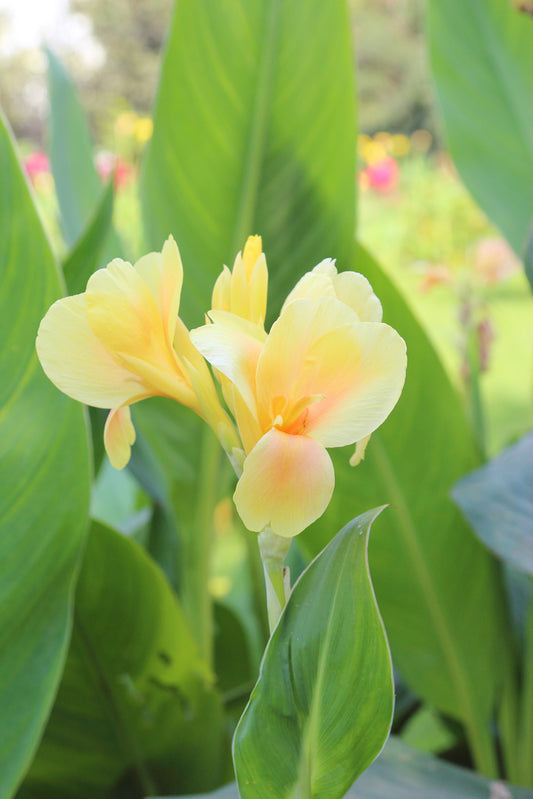 Canna Lily Yellow