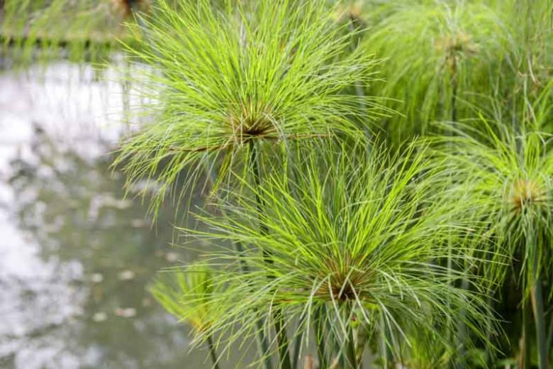 Nile Grass