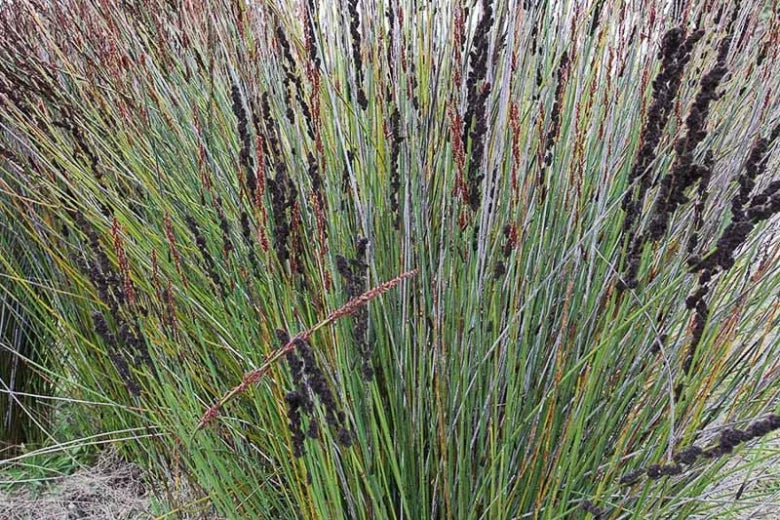 Cape Thatching Reed