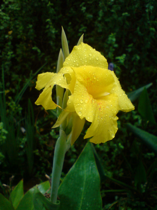 Iris | Yellow