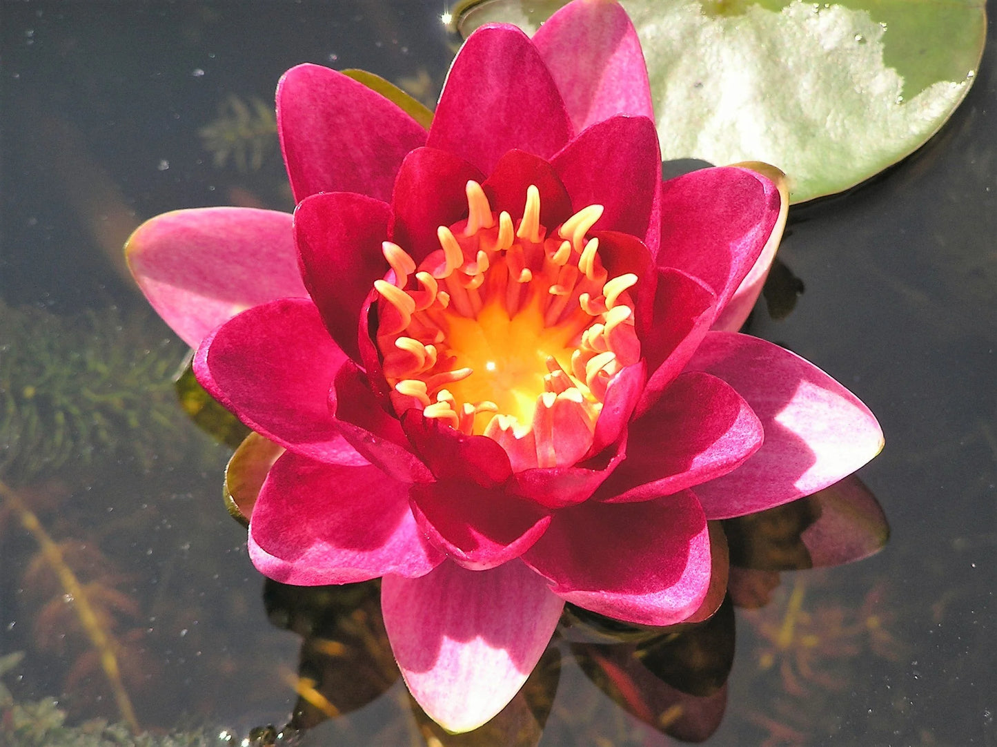 Laydekeri Red