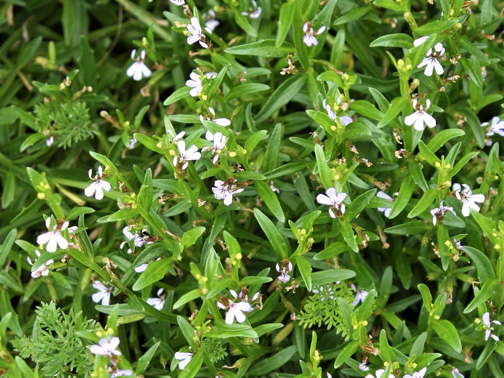 Swamp Lobelia