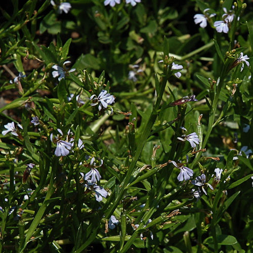 Swamp Lobelia