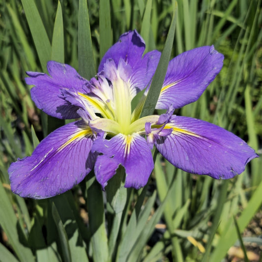 Iris | Purple