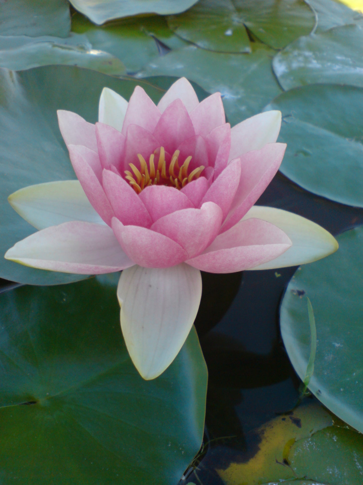 Medium Pink