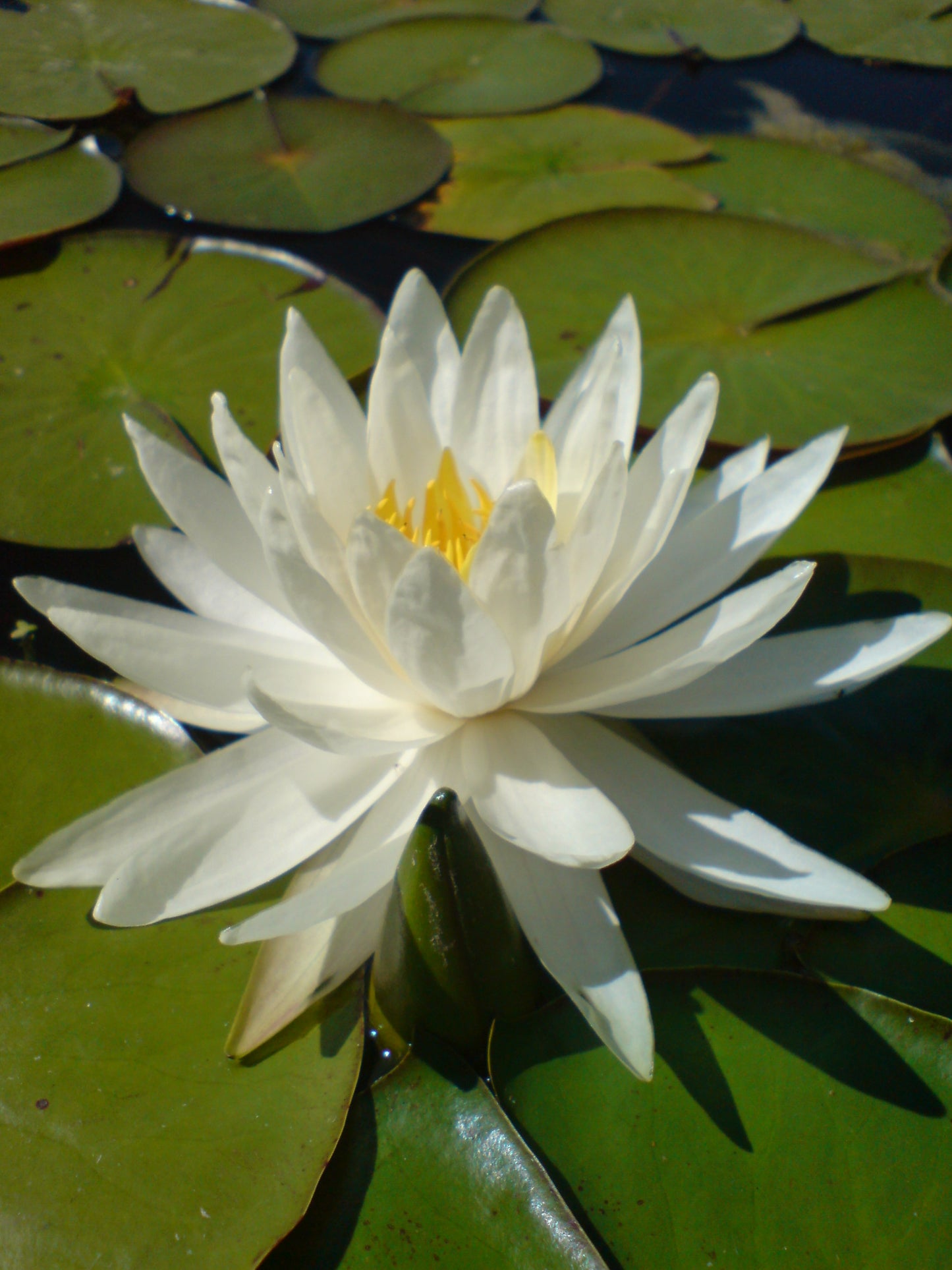 Fragrant White