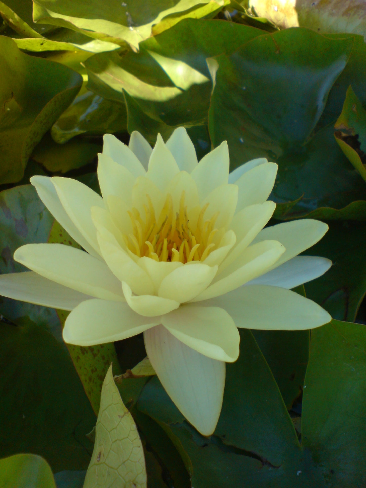 Soft Yellow