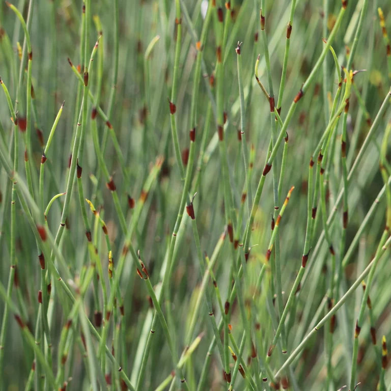Cape Thatching Reed