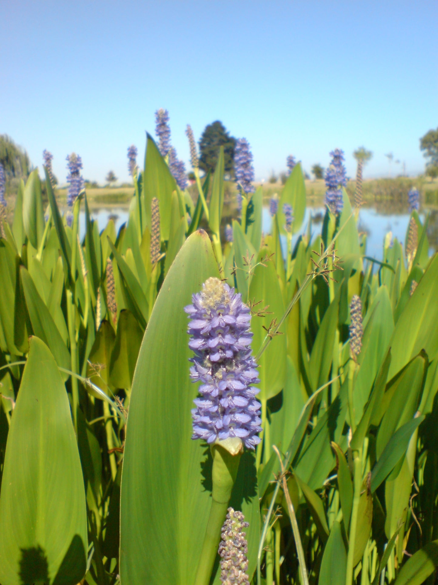 Mauve Pickerel