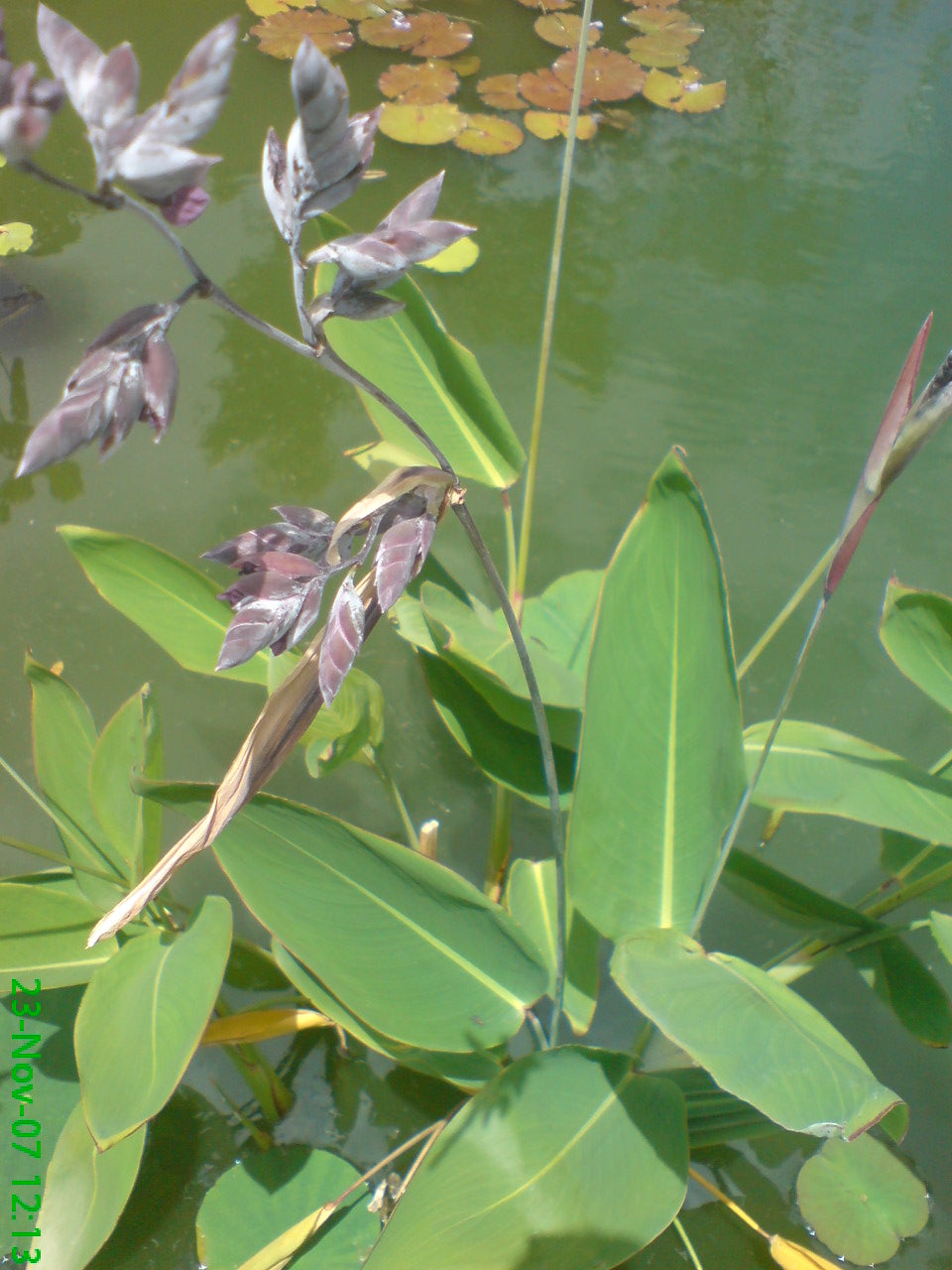 Powdery Alligator-Flag – Riverside Aquatics