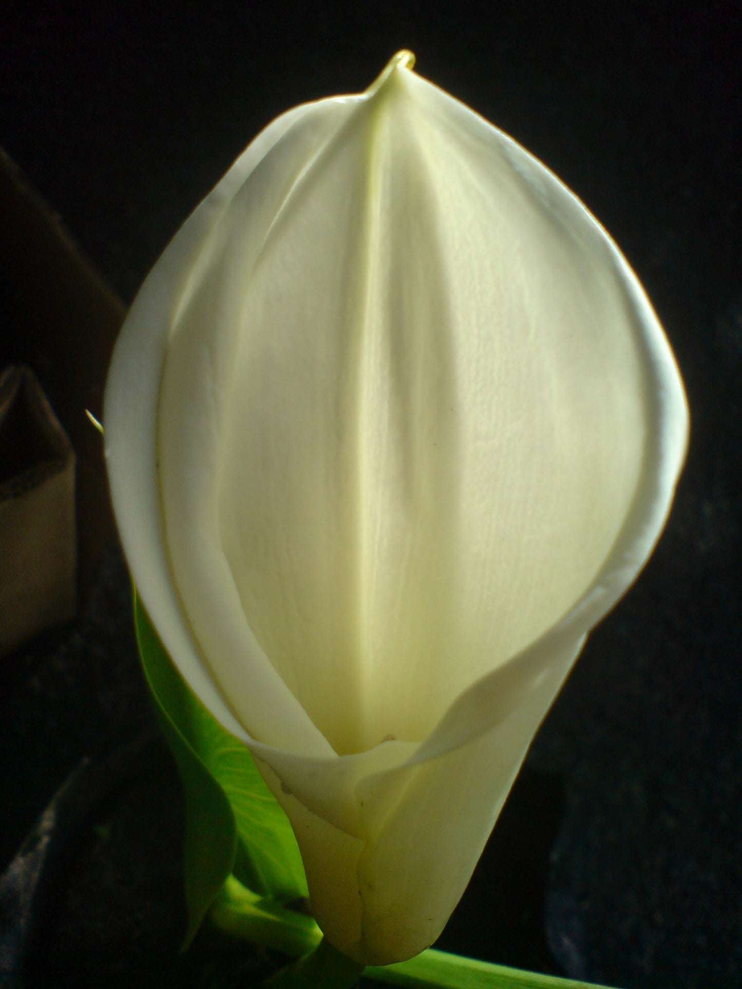 Arum Lily