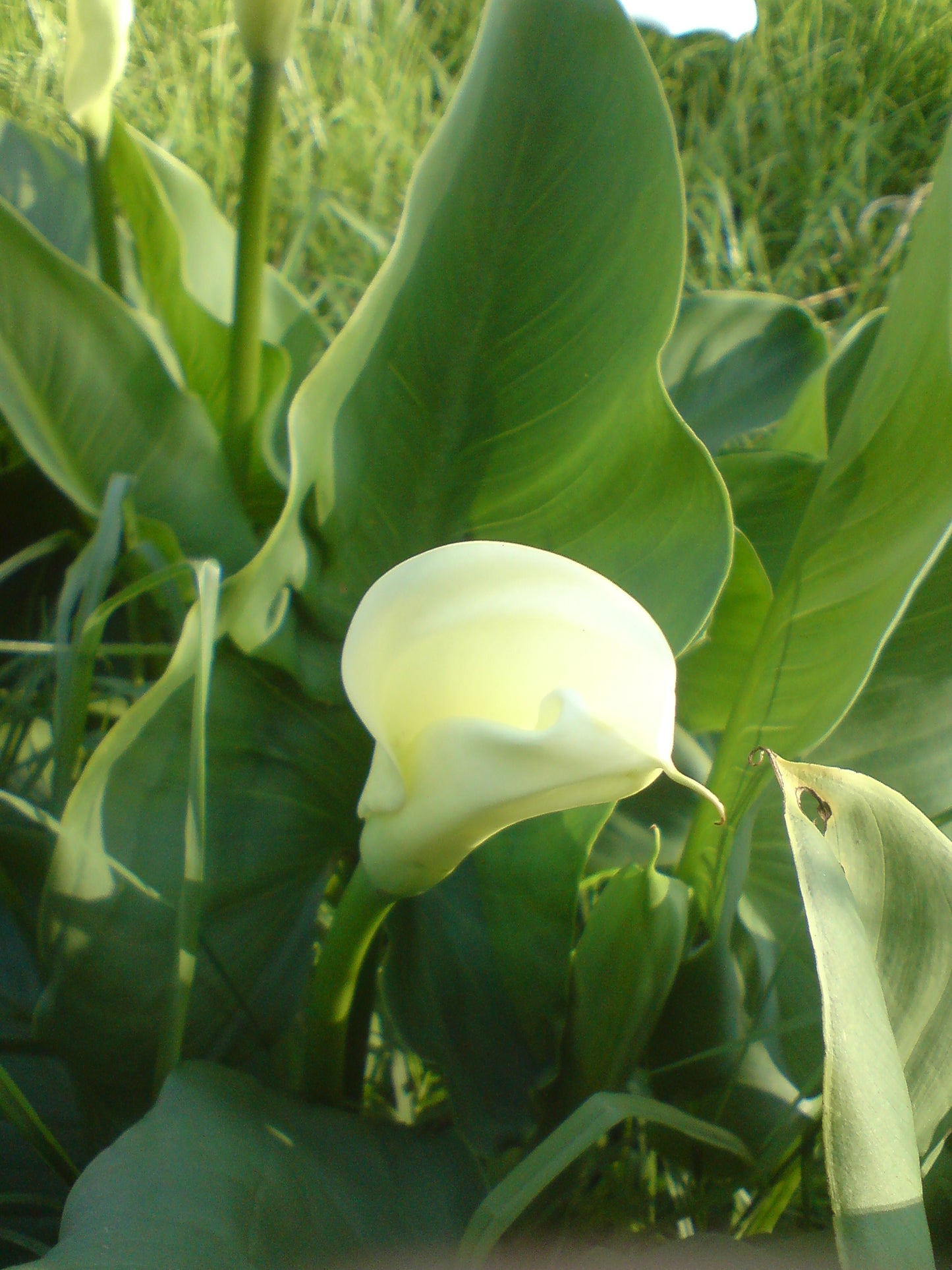 Arum Lily