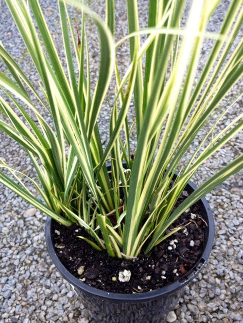 Variegated Sweet Flag