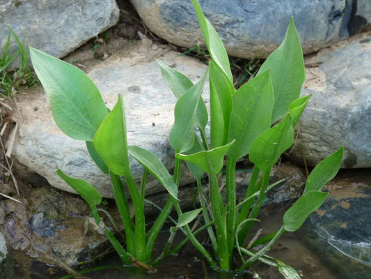 Water Plantain