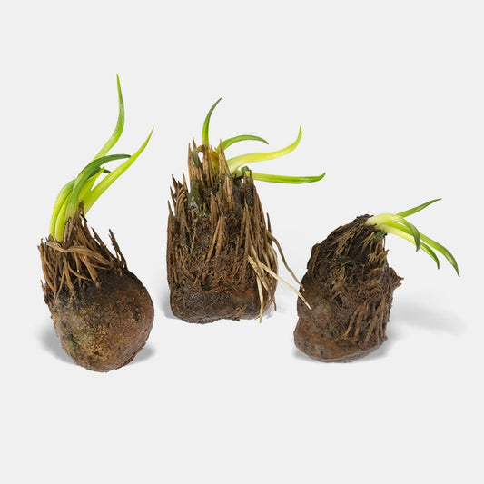 Water Hawthorn | Waterblommetjie (Open Root)