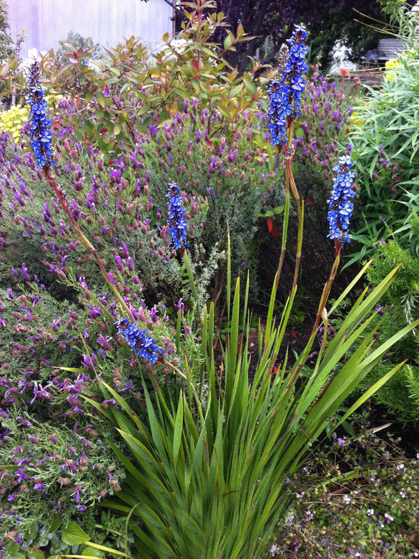 Blue Sceptre