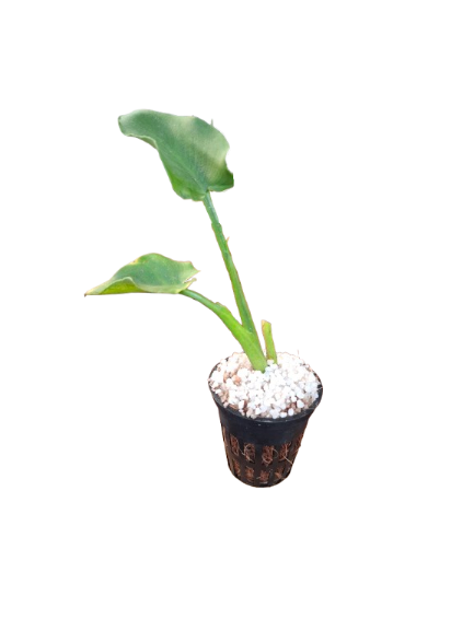 Arum Lily Miniature (5cm Pot)