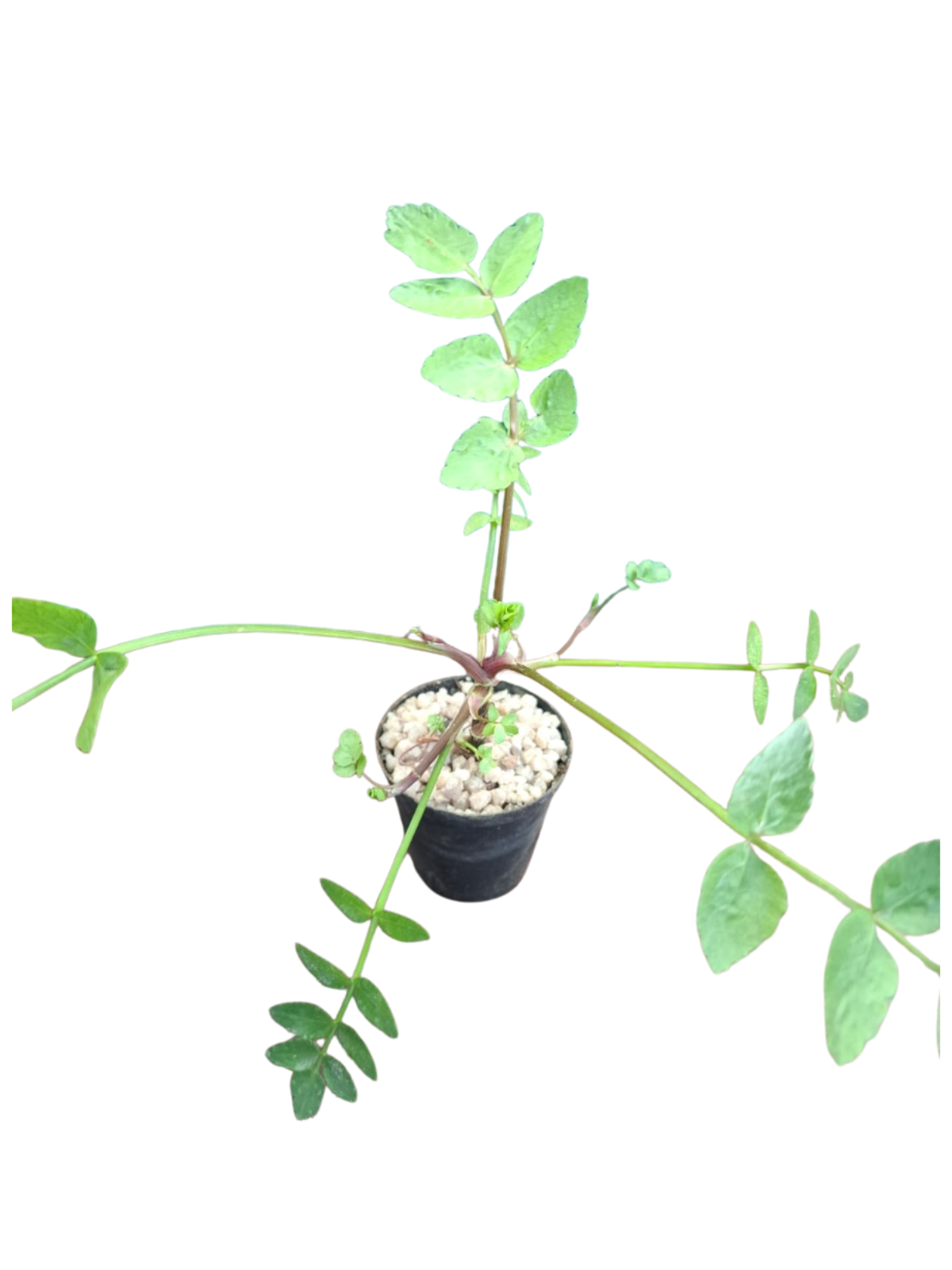 Water Parsnip Miniature (5cm Pot)