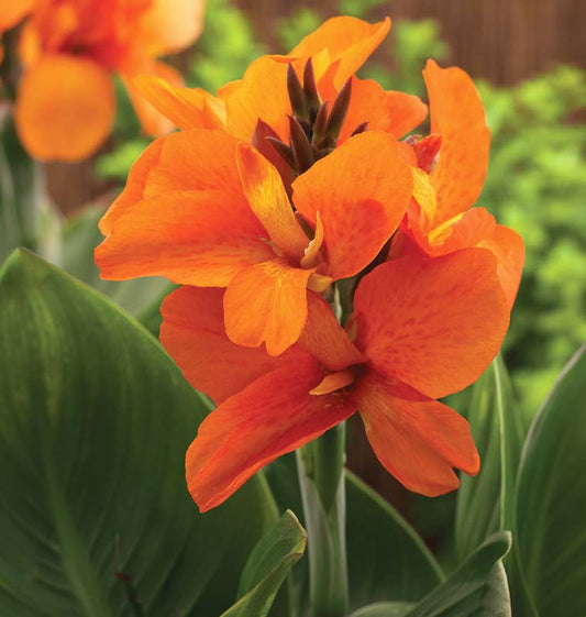 Canna Lily Orange Punch