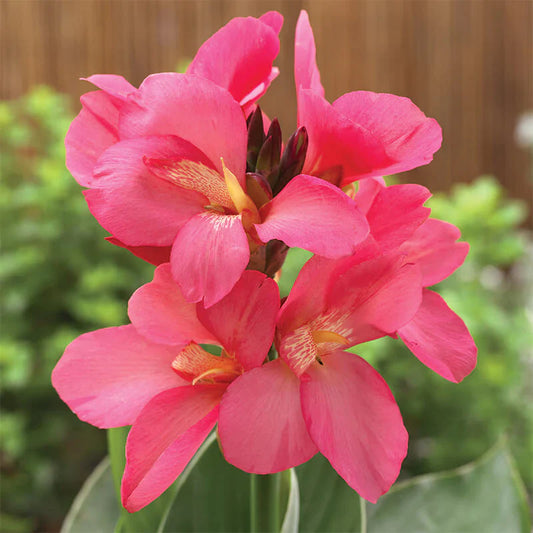 Canna Lily Pink
