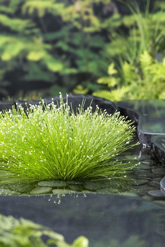 Fiber Optic Grass