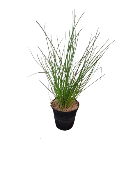 Cape Rush Miniature (5cm Pot)