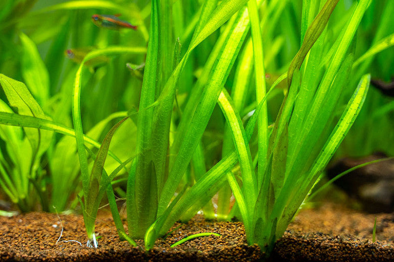 Eel Grass