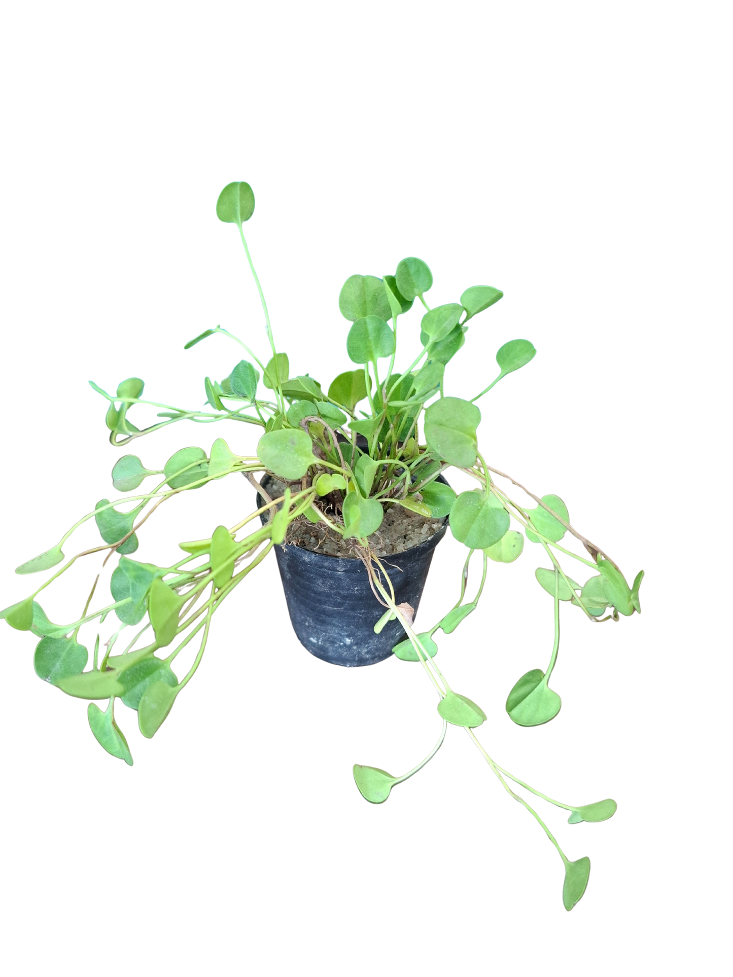 White Carpet Miniature (5cm Pot)