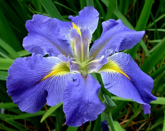 Iris | Blue