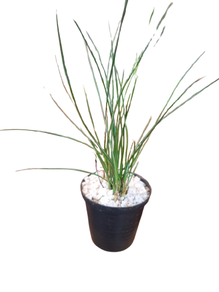 Soft Rush Miniature (5cm Pot)