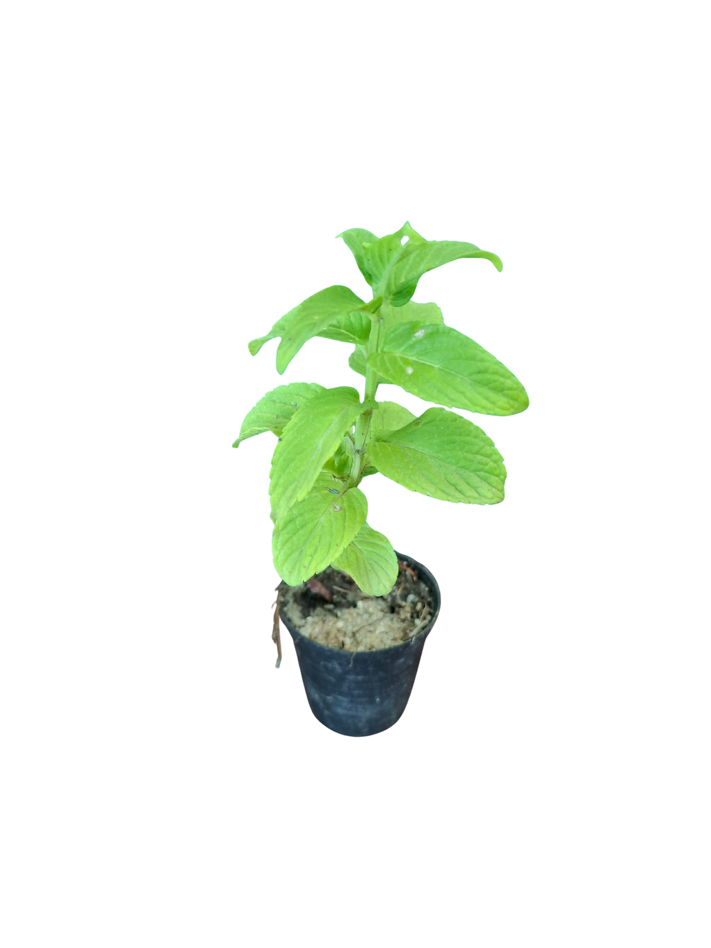 Water Mint Miniature (5cm Pot)