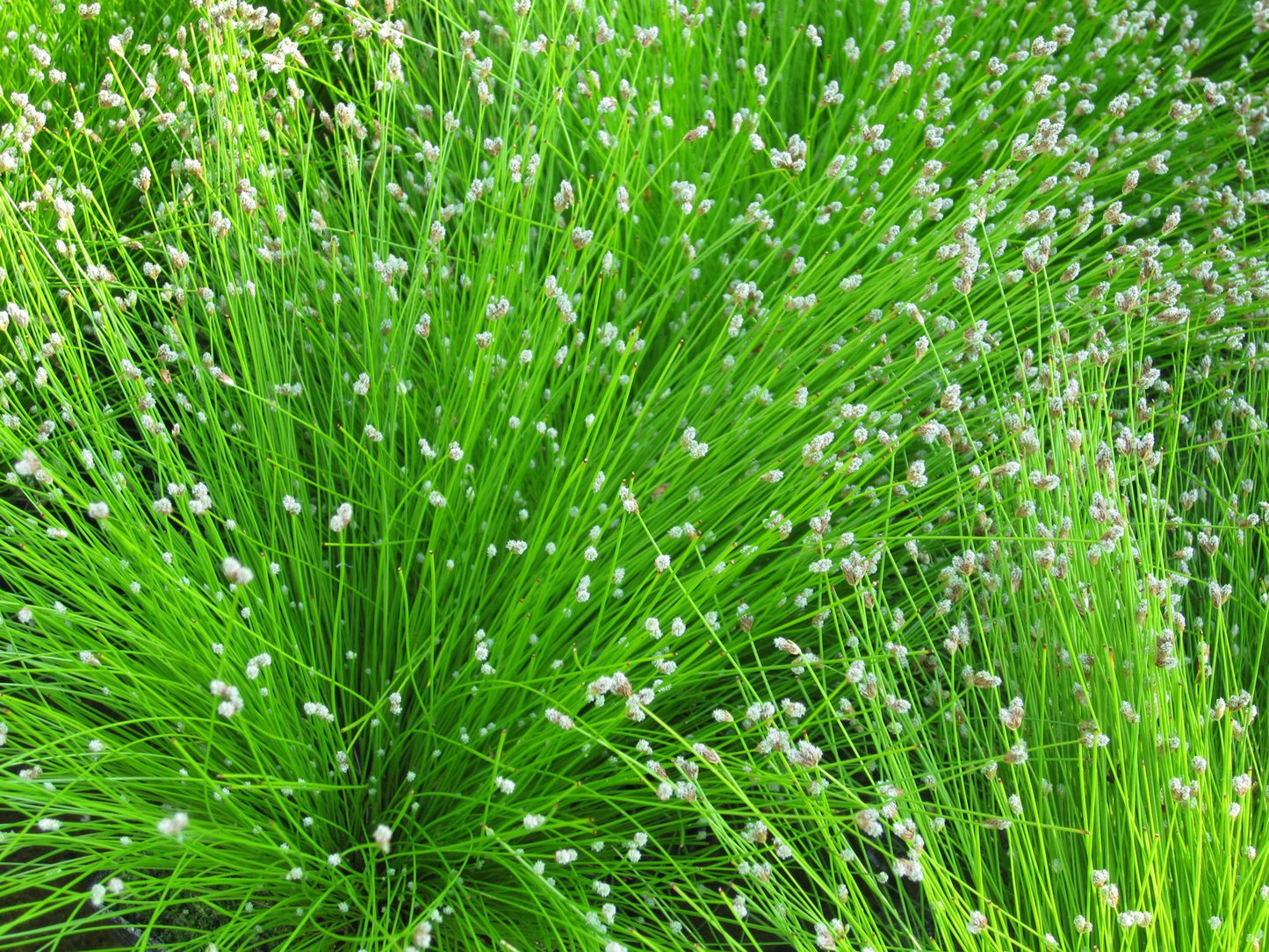Fiber Optic Grass