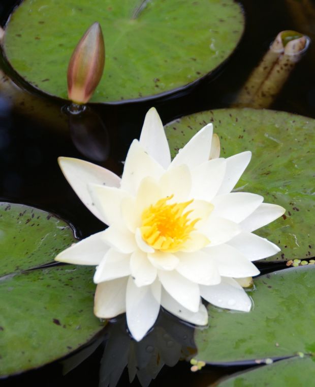 Fragrant White