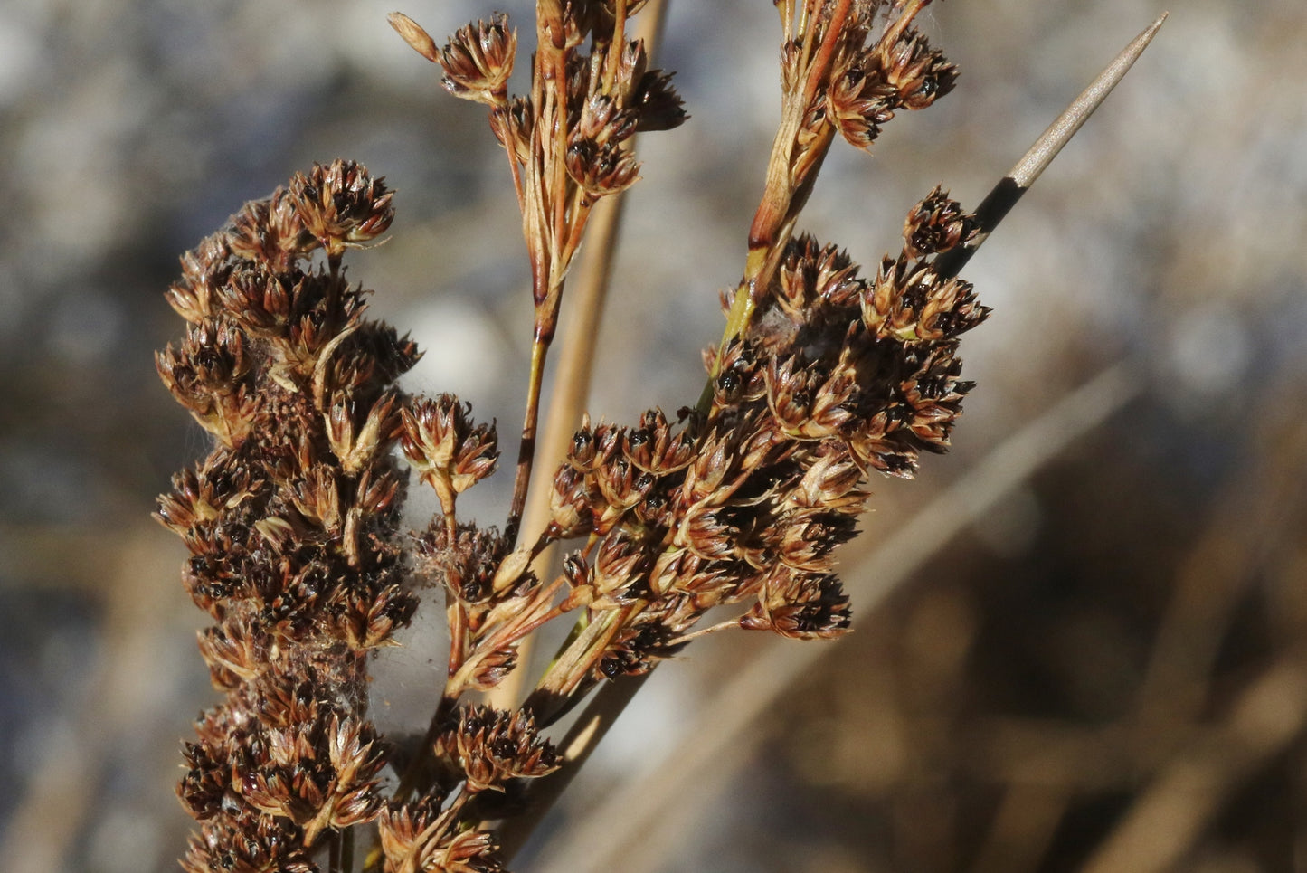 Salt Marsh Rush