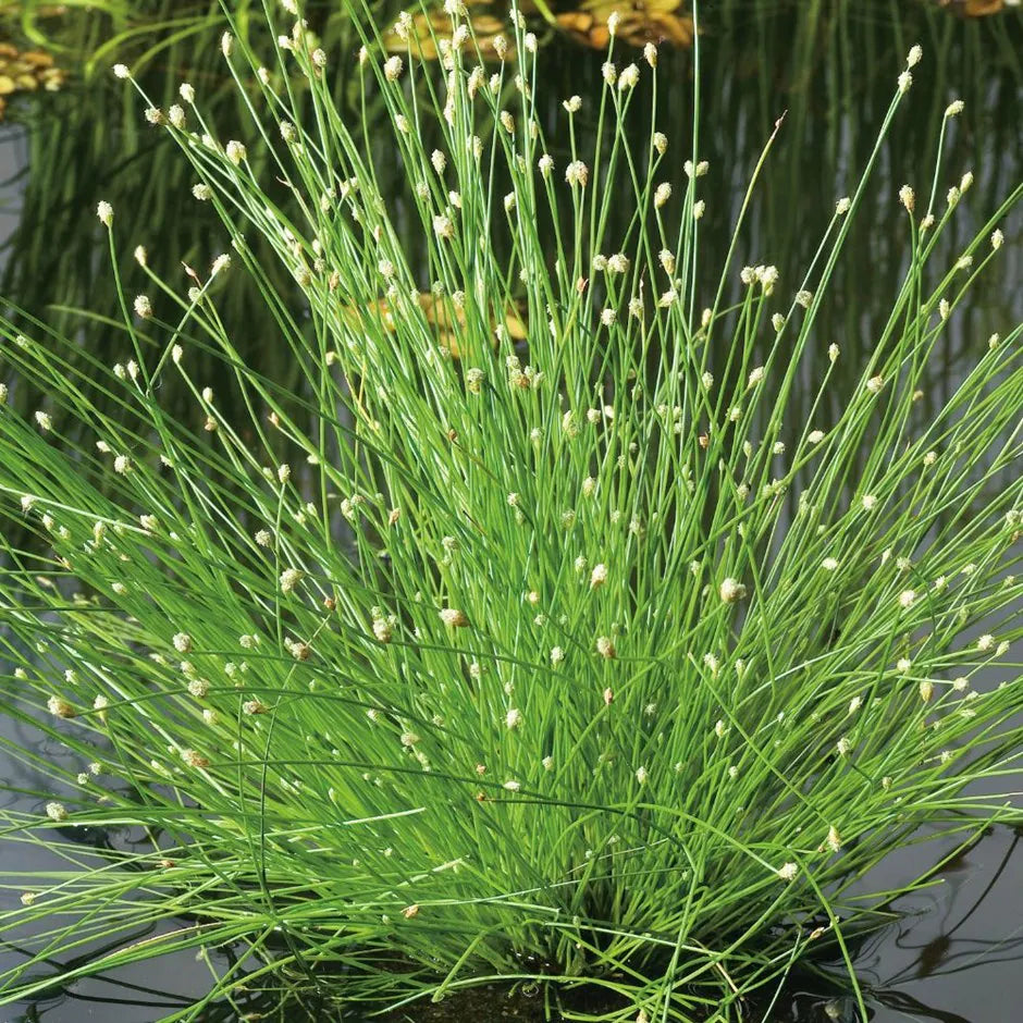 Fiber Optic Grass