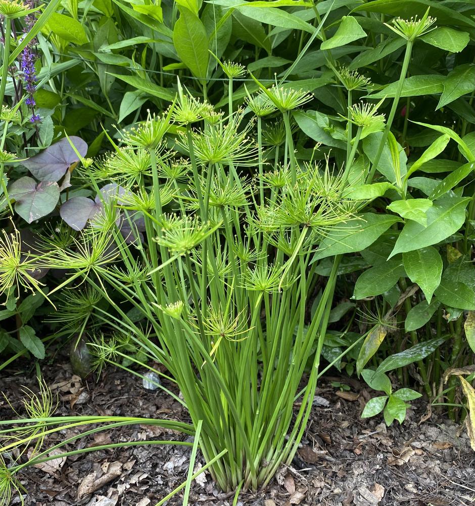 Dwarf Papyrus