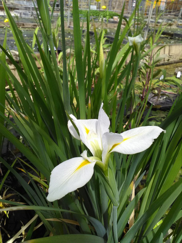 Iris | White