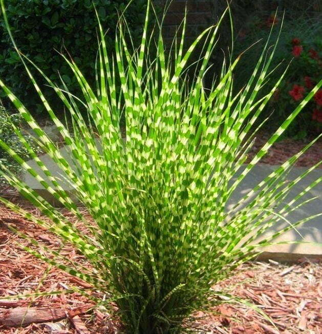 Zebra Grass