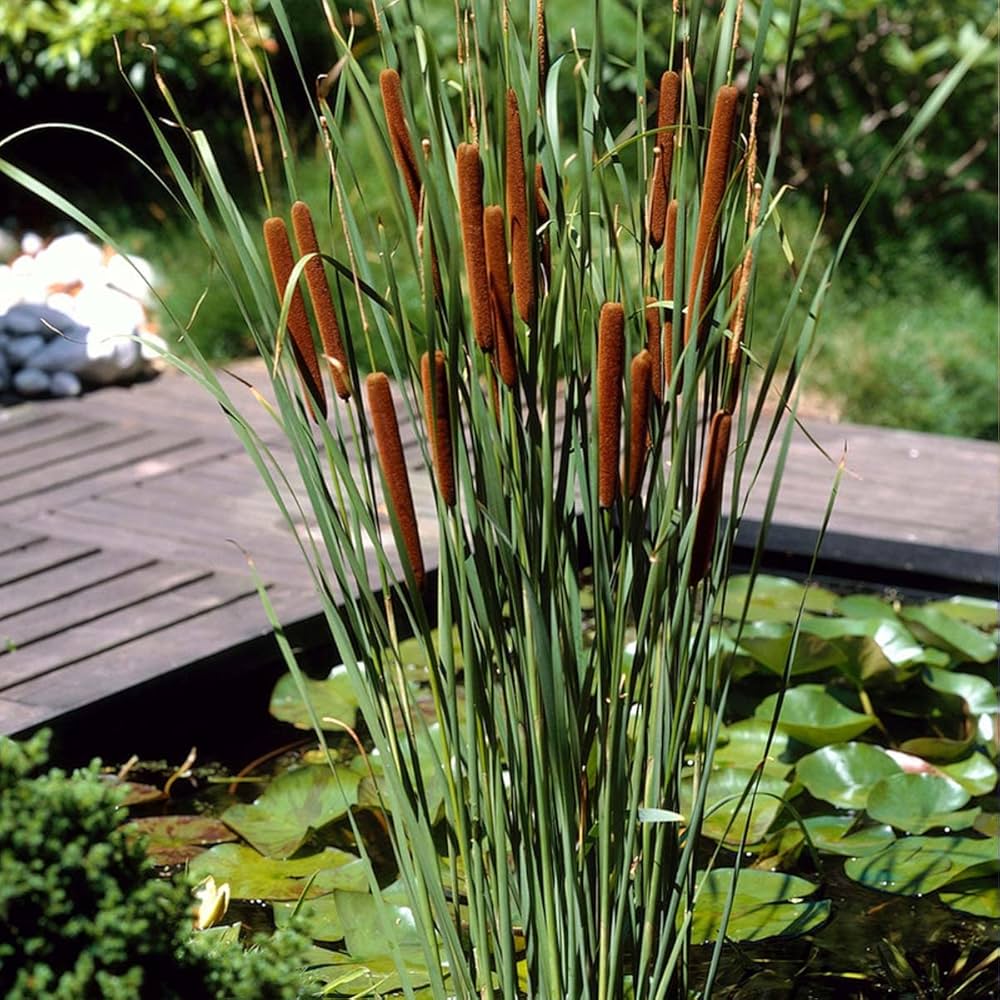 Identify Rushes Rushes – Riverside Aquatics