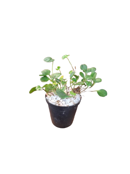 Asiatic Pennywort Miniature (5cm Pot)