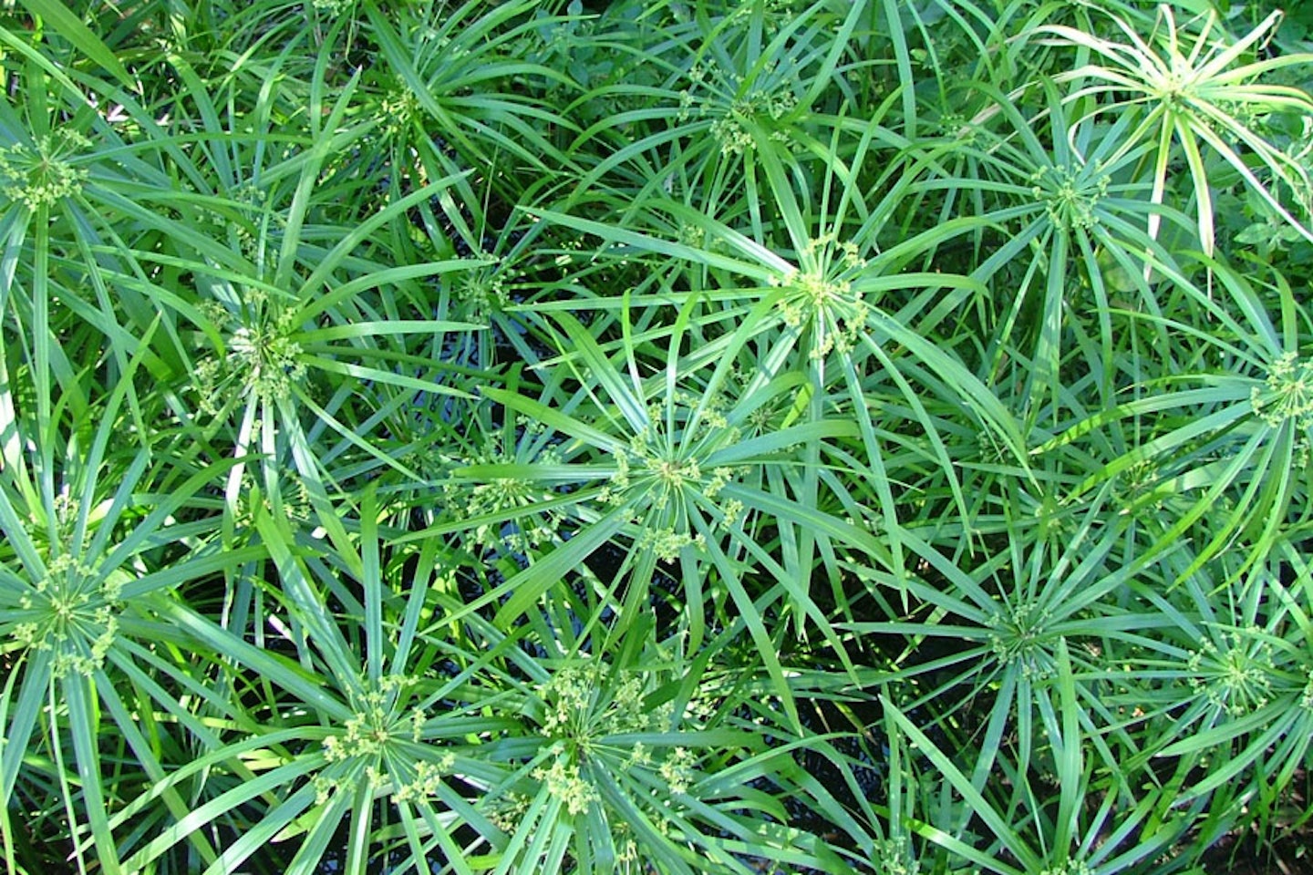 Umbrella Sedge