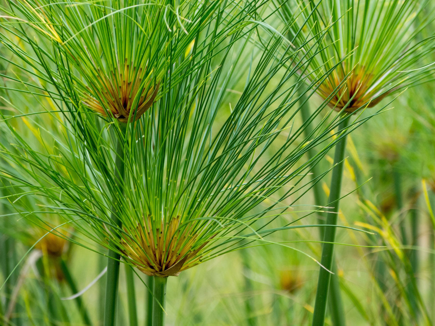 Nile Grass