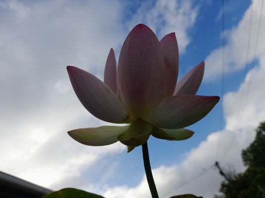 Sacred Lotus